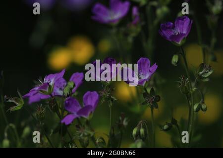 Geranio sylvaticum, becco di gru, geranio di bosco. Fiori viola e gialli luminosi su prato verde alla luce del sole. Foto Stock