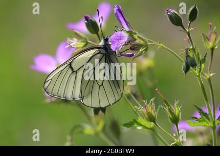 Bianco venato nero, Aporia crataegi. Farfalla su un fiore. Una farfalla con ali bianche si trova su un fiore viola su un prato verde e soleggiato da vicino. Foto Stock