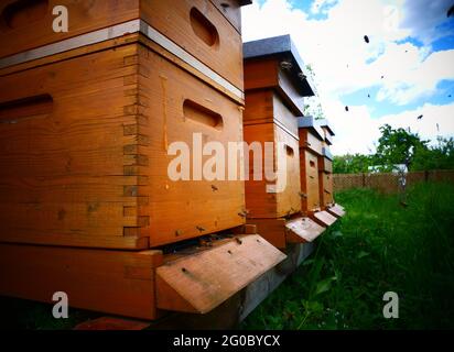 Berlino, Germania. 21 Maggio 2021. Api che volano in un alveare preso a Berlino Pankow. Credit: XAMAX/dpa/Alamy Live News Foto Stock