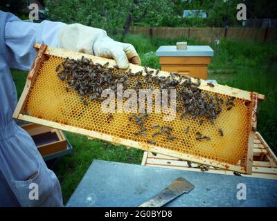 Berlino, Germania. 21 Maggio 2021. Un telaio a pettine in cui le api hanno costruito un nido d'ape. Credit: XAMAX/dpa/Alamy Live News Foto Stock