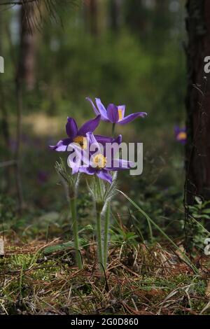 Pasqueflowers viola alla luce del sole all'aperto in una radura di foresta in primavera. Polsatilla patens o pasqueflower orientale. Foto Stock