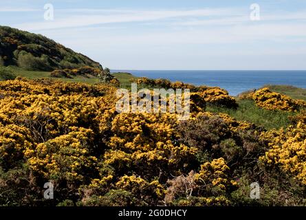 Vista sul mare costiero con arbusti e cespugli di gola Foto Stock
