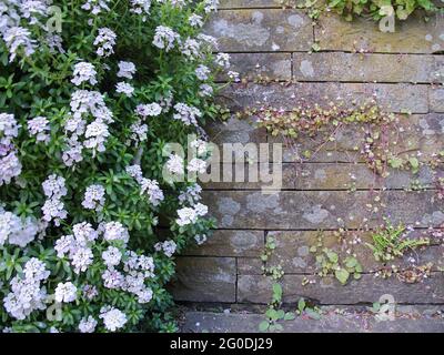 Sfondo con spazio di copia dove una pianta cresce su una parete Foto Stock