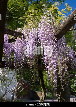 Un colpo verticale di una vite in fiore Foto Stock