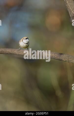 Finch a doppio sbarramento, Taeniopygia bichenovii arroccato su un ramo di albero nel comune di Townsville nel Queensland del Nord, Australia. Foto Stock