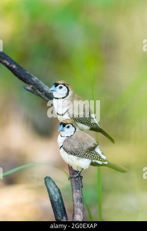 Due Finch a doppio sbarramento, Taeniopygia bichenovii, arroccato su un albero nel comune di Townsville nel Queensland del Nord, Australia. Foto Stock