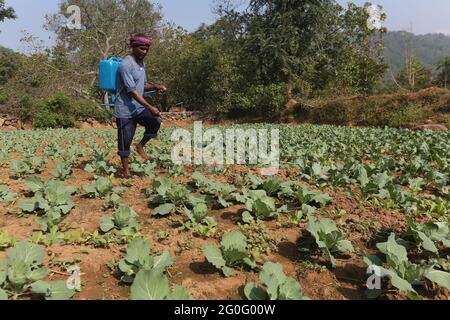 TRIBÙ LANJIA SAORA. Coltivatore che spruzza pesticida su piante che usano la pompa di spruzzo agricola nel suo campo. Foto Stock