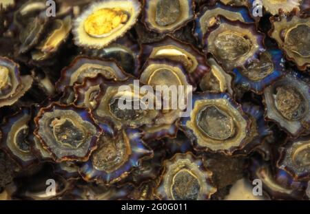 Un'altra prelibatezza di Madeira: I cosiddetti lapas, le lumache di mare piatte o le limette (Patella vulgata) di solito fritte con aglio sono un delizioso antipasto. Vista fresca allo storico mercato di Funchal. Foto Stock