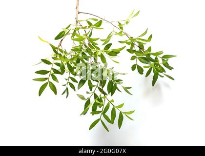 ramo di pistacchio con foglie verdi su sfondo bianco. Verdi per decorare bouquet Foto Stock