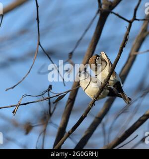 Due Finch a doppio sbarramento, Taeniopygia bichenovii, arroccato su un albero nel comune di Townsville nel Queensland del Nord, Australia. Foto Stock