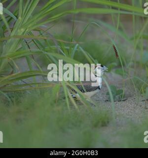 Finch a doppio fusto, Taeniopygia bichenovii che forava a terra con un bruco che si nutriva su un fusto d'erba sul comune di Townsville, Australia. Foto Stock