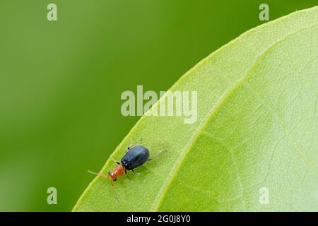 Scarabeo blu, lebia cianocephala, Satara, Maharashtra, India Foto Stock