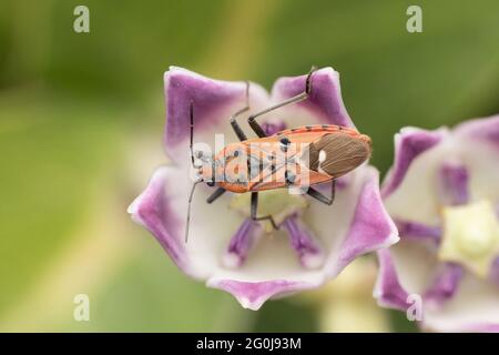 Baco di cotone rosso, Dyddercus cingulatus, Satara, Maharashtra, India Foto Stock