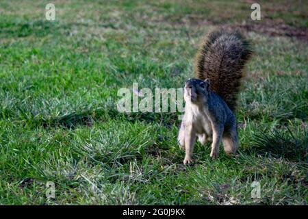 Uno scoiattolo in piedi su un campo Foto Stock