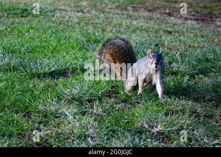 Uno scoiattolo in piedi su un campo Foto Stock