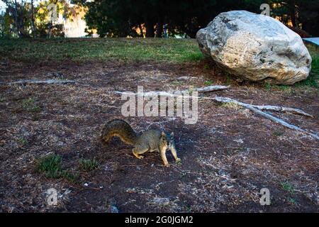 Uno scoiattolo in piedi su una roccia Foto Stock