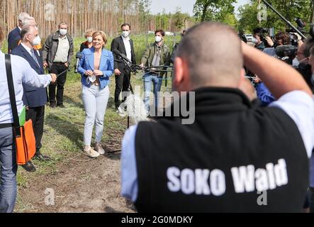 02 giugno 2021, Sassonia-Anhalt, Oranienbaum-Wörlitz: Julia Klöckner (CDU), Ministro federale dell'alimentazione e dell'agricoltura, parla prima del secondo vertice nazionale delle foreste in una zona boschiva fortemente danneggiata. Le foreste tedesche si trovano in uno stato peggiore di quanto non lo siano da decenni. Questo è il risultato della nuova relazione sulle condizioni delle foreste Klöckner, presentata al vertice delle foreste. Ora si introdurà un programma di finanziamento per premiare i proprietari di foreste per la protezione del clima. Foto: Jan Woitas/dpa-Zentralbild/dpa Foto Stock