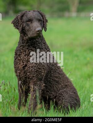 Curly rivestite retriever dog Foto Stock