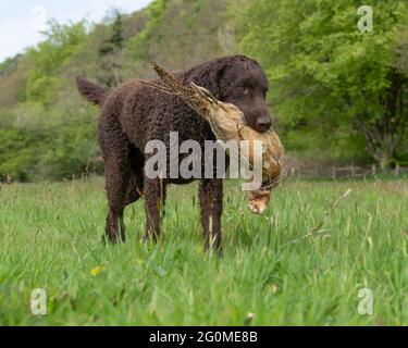 cane da retriever riccamente rivestito con fagiano morto Foto Stock