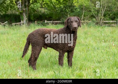 Curly rivestite retriever dog Foto Stock