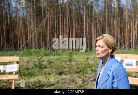 02 giugno 2021, Sassonia-Anhalt, Oranienbaum-Wörlitz: Julia Klöckner (CDU), Ministro federale dell'alimentazione e dell'agricoltura, si trova davanti al secondo vertice nazionale delle foreste in una zona boschiva fortemente danneggiata. Le foreste tedesche si trovano in condizioni peggiori di quanto non lo siano da decenni. Questo è il risultato della nuova relazione sulle condizioni delle foreste Klöckner, presentata al vertice delle foreste. Ora si introdurà un programma di finanziamento per premiare i proprietari di foreste per la protezione del clima. Foto: Jan Woitas/dpa-Zentralbild/dpa Foto Stock