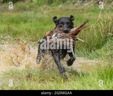 black labrador retriever portare un fagiano su un fagiano sparare Foto Stock