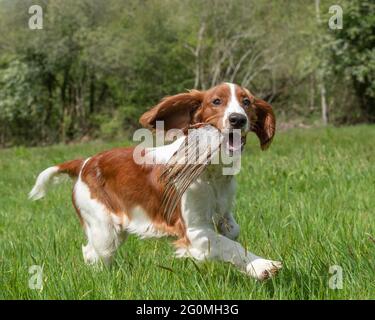 welsh springer spaniel cucciolo addestramento per essere un cane da pistola Foto Stock