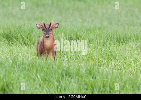 Il cervo Reeves muntjac da vicino a Norfolk Inghilterra. Marrone animale selvaggio in paesaggio naturale guardando la fotocamera Foto Stock