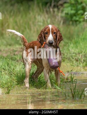 welsh springer spaniel cucciolo addestramento per essere un cane da pistola Foto Stock