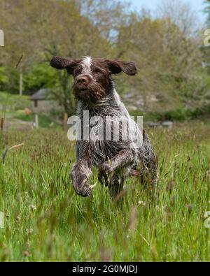 Korthals Grifone cane che corre in un campo Foto Stock