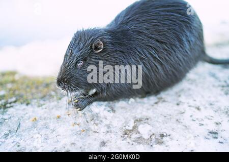 Una noce coypu in cerca di cibo Foto Stock