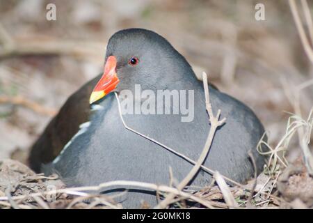 Uova da cova grouse nel suo nido Foto Stock