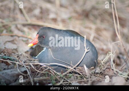 Uova da cova grouse nel suo nido Foto Stock