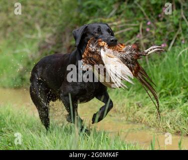 Black Labrador riever con un fagiano Foto Stock