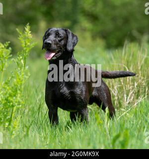 Nero labrador retriever cane Foto Stock