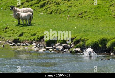 Milnthorpe, Cumbria, Regno Unito meteo. Un agnello prende un tuffo di raffreddamento nel fiume Bela vicino a Milnthorpe, Cumbria come la temperatura ha colpito 25c nel Lakeland meridionale. Credit: John Eveson/Alamy Live News Foto Stock