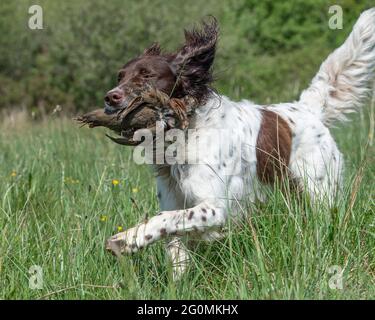 Cane tedesco puntatore a capelli lunghi Foto Stock