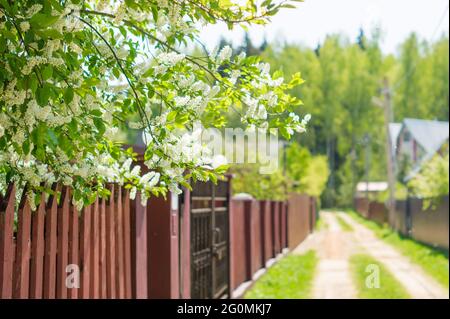 Cancello, recinto e primavera natura. Colorato sfondo primavera, ingresso casa, fascino marciapiede. Foto Stock