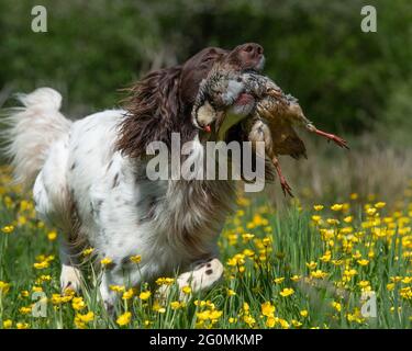 cane tedesco puntatore a capelli lunghi recupero partridge colpo Foto Stock