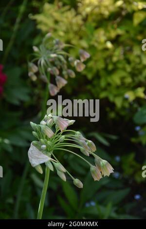 Sicilian Honey Lily , gli amici floreali, Cambridge UK, spazio floreale puramente bello e tranquillo Foto Stock