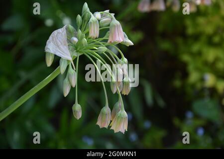 Arrangiamento floreale, Regno Unito, puramente bello e tranquillo spazio floreale Foto Stock