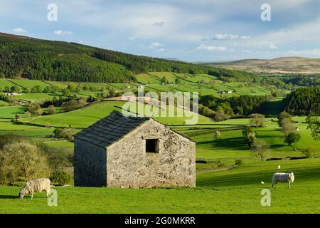 Scenic Wharfedale Countryside (valle, colline, fienile rustico isolato campo, pareti a secco, pascoli verdi terreni agricoli) - Yorkshire Dales, Inghilterra, Regno Unito. Foto Stock