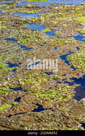 Crescita algale Dunwich River Walberswick Suffolk Foto Stock