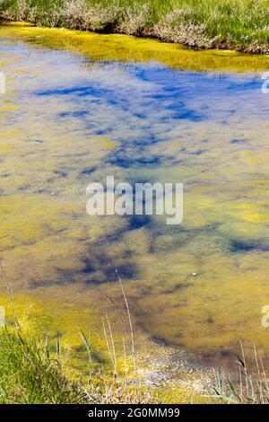 Crescita algale Dunwich River Walberswick Suffolk Foto Stock