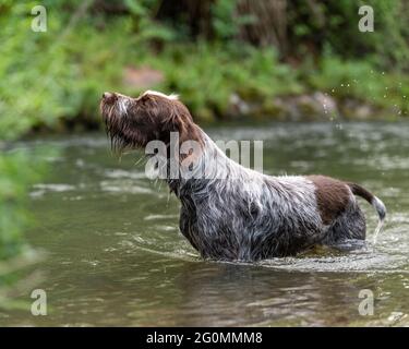 Korthals Griffon lavorando gundog in piedi nel fiume e aria profumare Foto Stock