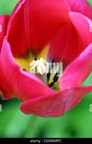 Un'immagine ravvicinata che guarda all'interno di un tulipano rosso monofiore per vedere lo stigma bianco e le anatre nere su una base color crema su sfondo verde. Foto Stock