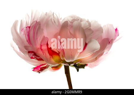 Un'immagine di studio di alto-chiave (sfondo bianco) di una peonia rosa pallido/bianca marmorizzata con lampone: Paeonia Lactiflora Candy Stripe, un fiore bello. Foto Stock