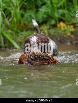Korthals Griffon lavorando gundog recuperare fagiano colpo dal fiume Foto Stock