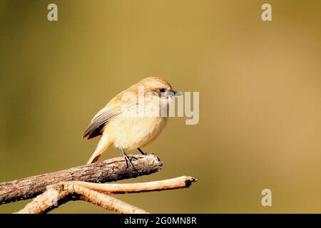 Russet Sparrow su un ramo, Passer Rutilans, Sattal, Uttarakhand, India Foto Stock