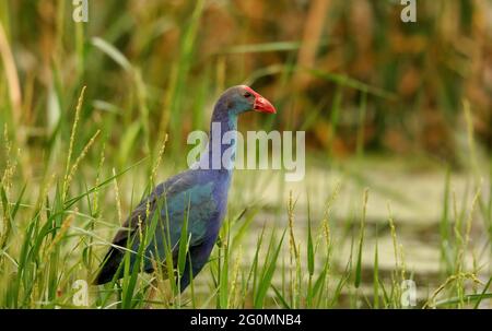 Porpora Swamphen in palude- porphyrio porphyrio, Begur Lake, Bangalore Outskrits, Karnataka, India Foto Stock